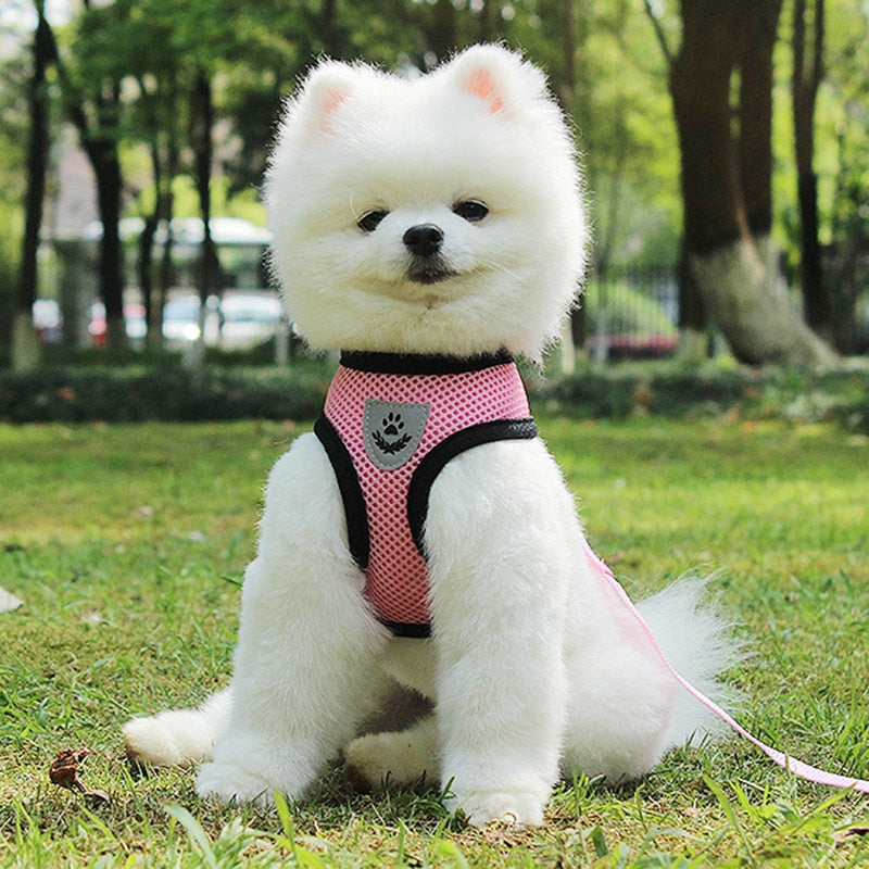 Fluffy white dog wearing a pink harness, enjoying the outdoors, promoting safety with a pet car seat belt leash.