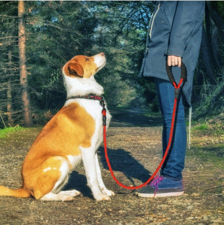 Person walking a dog on a reflective nylon dog leash in a forested area.Person walking a dog on a reflective nylon dog leash in a forested area.Person walking a dog on a reflective nylon dog leash in a forested area.