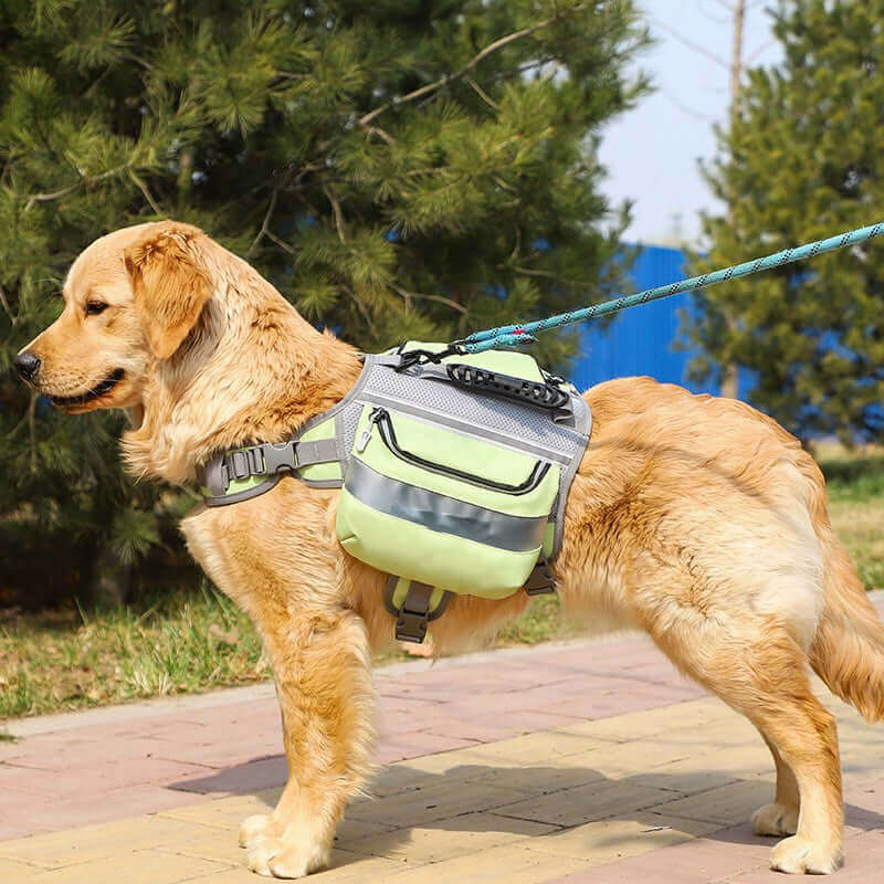 Golden retriever wearing a large dog hiking backpack in green color, ready for outdoor adventures.