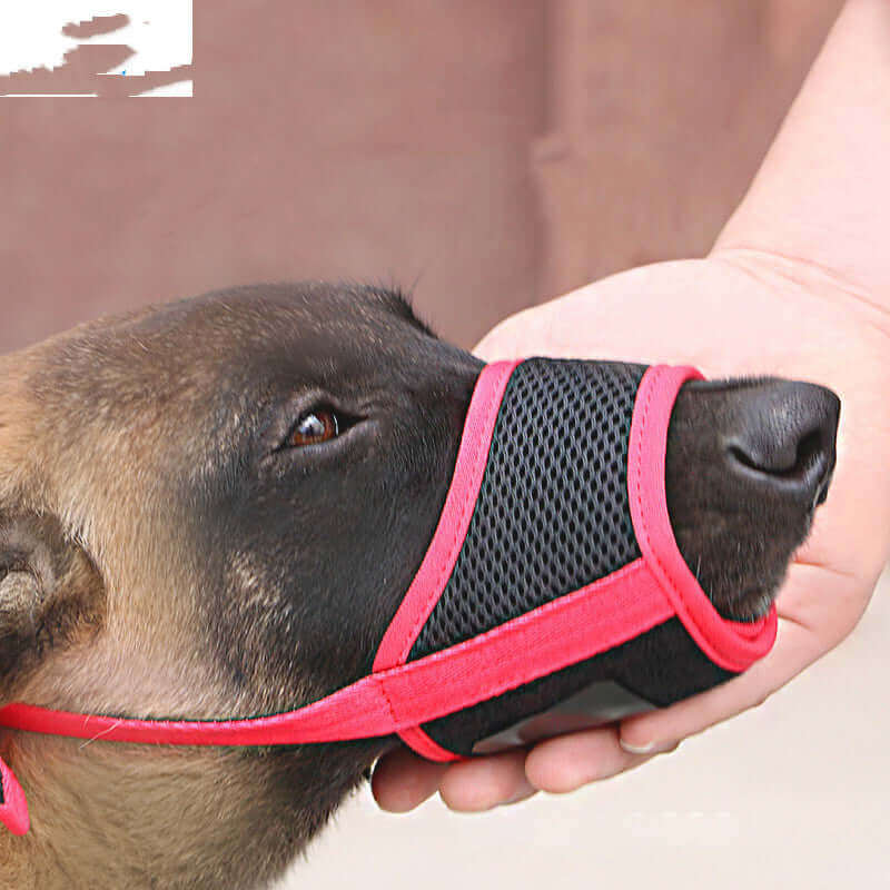 Adjustable dog muzzle on a large dog with a person holding it, designed to prevent indiscriminate eating.